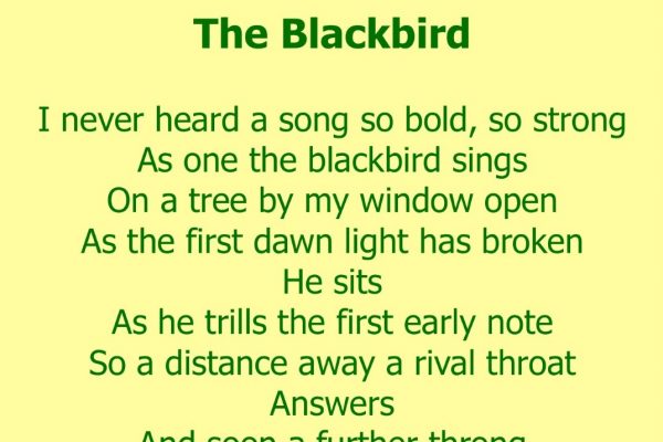 The Blackbird