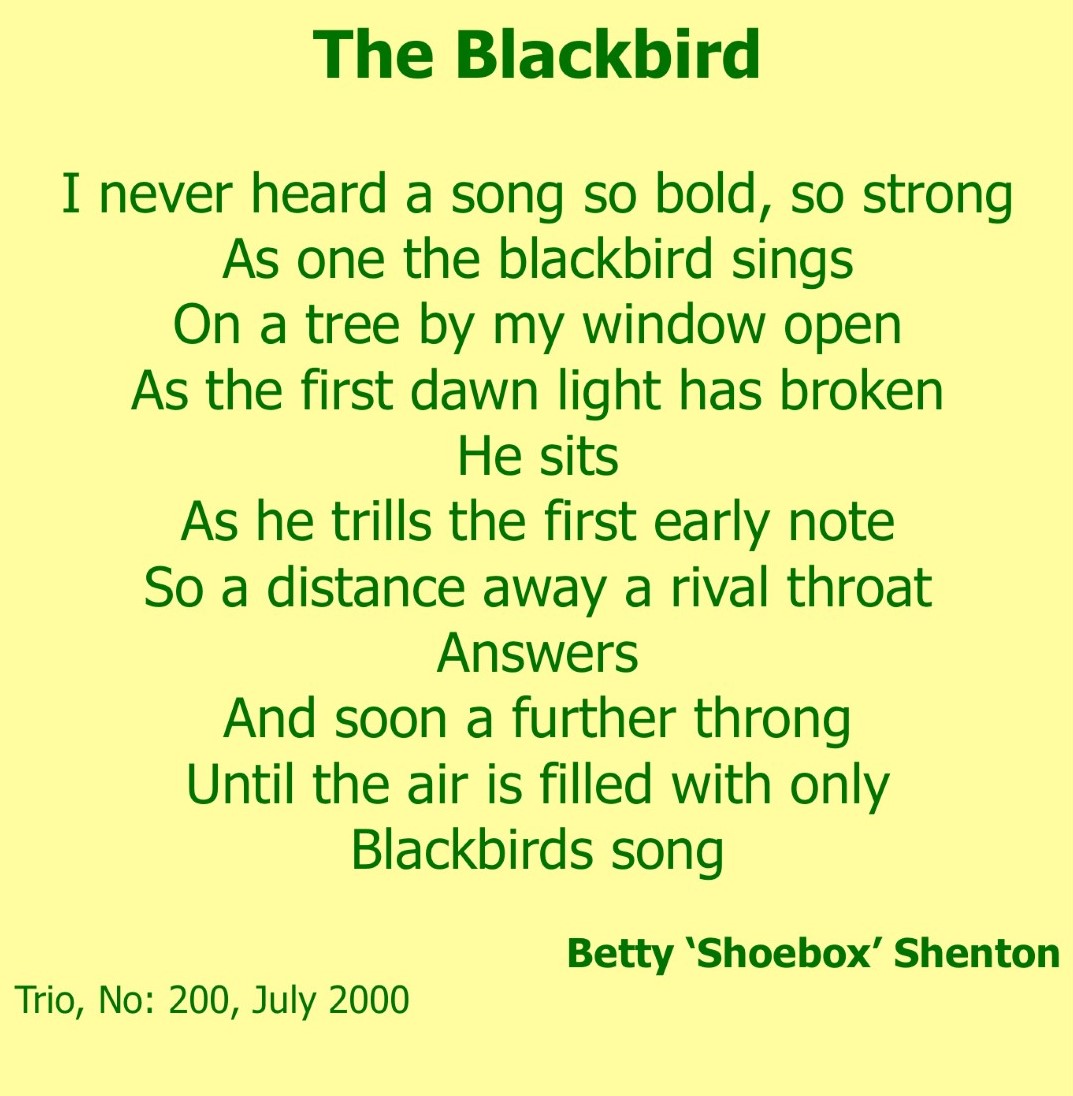 The Blackbird